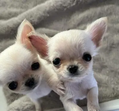 Hermosos cachorros de chihuahua buscando nuevo hogar