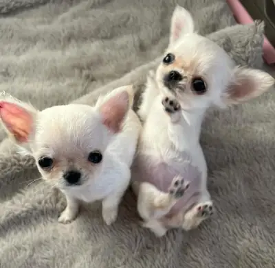 Chihuahua pequeña