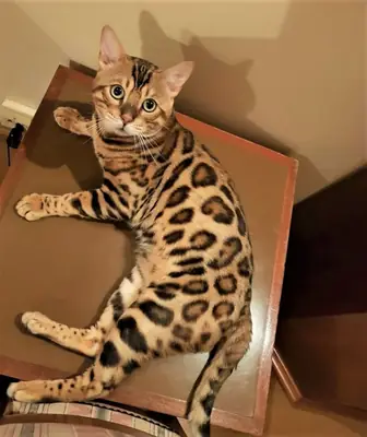 Adorables gatitos de raza Bengalí disponibles
