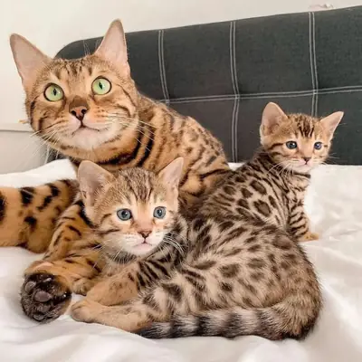 Şu anda mevcut olan muhteşem Bengal kedileri!