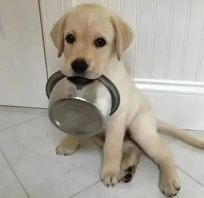 Cuatro cachorros de Labrador gratis