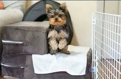 个性十足的小约克夏犬幼犬