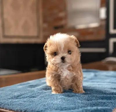 🐶💕 可爱的马尔提普犬幼犬寻找完美的家！小巧、可爱，充满爱。