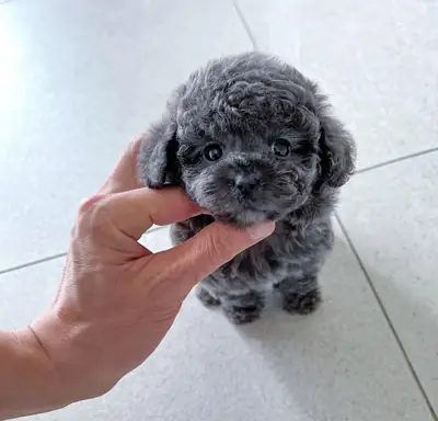 🐾✨ À la recherche d'un petit ami à quatre pattes ? De mignons chiots Maltipoo disponibles.