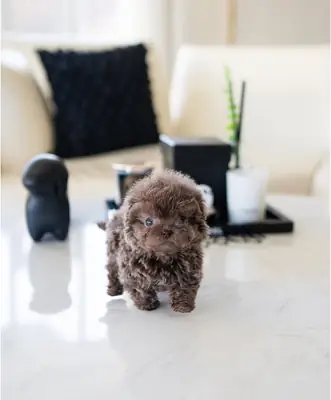 🐶🏡 Прелестные щенки Мальтипу ищут надежные и любящие семьи.