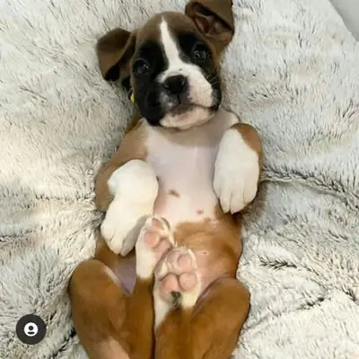 Cachorros de bóxer sanos
