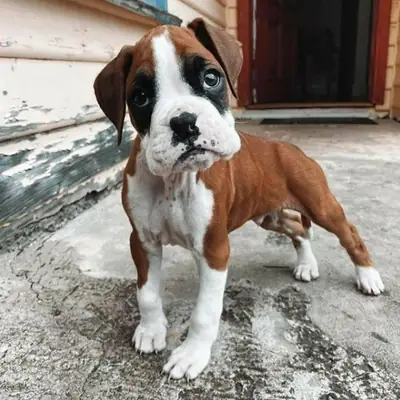Lindos y adorables cachorros bóxer (macho y hembra).