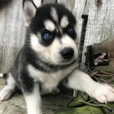 Cachorros de Husky Siberiano de pura raza con pedigrí completo