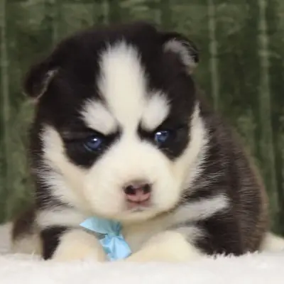 macho Pomsky de 9 semanas 