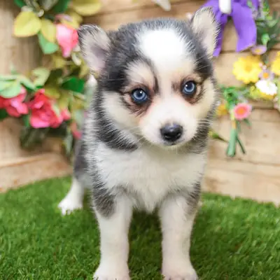 macho Pomsky 