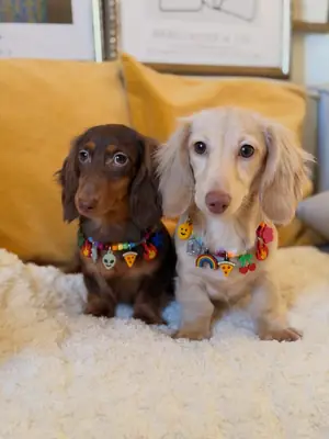 长毛腊肠犬幼犬