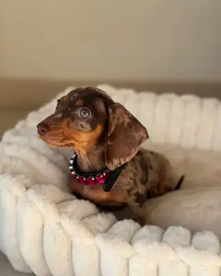 腊肠犬幼犬（公犬和母犬）