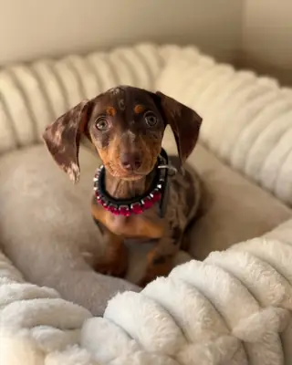 长毛腊肠犬（特克尔） - 微型 - 免费