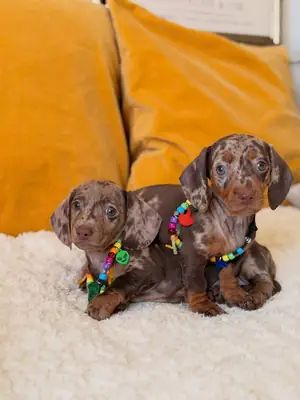 健康且训练良好的腊肠犬幼犬免费领养