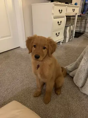 Golden Retriever Puppies with Beautiful Coats