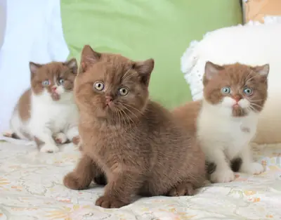 Magníficos gatitos British Shorthair