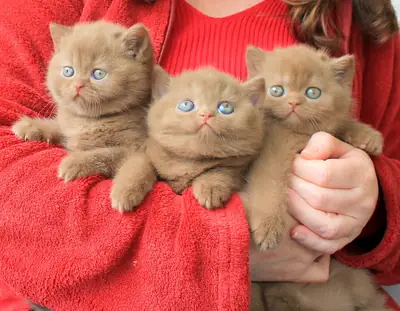 10 haftalık British Shorthair cinsi erkek kediler.