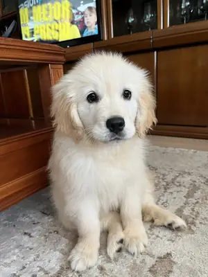 Sevecen Golden Retriever Yavruları Mevcut