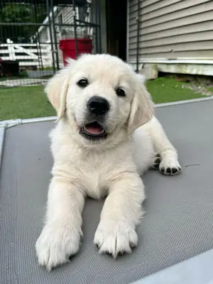 Sevimli Aileler Arayan Golden Retriever Yavruları