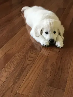Bakım Evleri İçin Golden Retriever Yavruları Mevcut