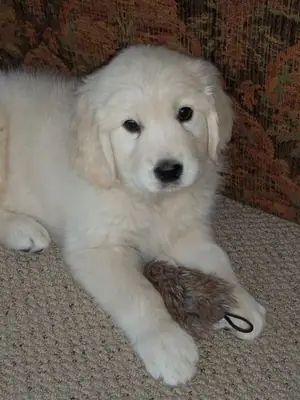 充满快乐的金毛寻回犬幼犬