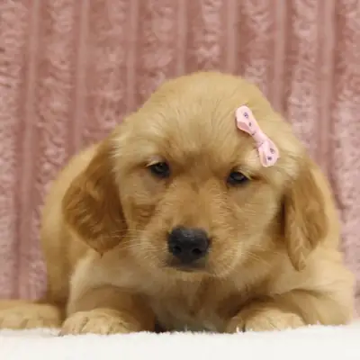 Excelentes cachorros de Golden Retriever