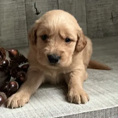Cachorros Golden Retriever (machos y hembras) disponibles