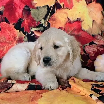 Hermosos cachorros de Golden Retriever
