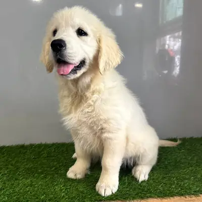 Cachorros de Golden Retriever muy sanos