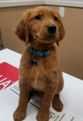 Cachorros de Golden Retriever listos para hogares amorosos