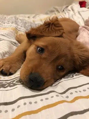 Прекрасные щенки золотистого ретривера доступны