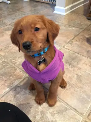 Sevimli Golden Retriever yavruları için sevgi dolu evler