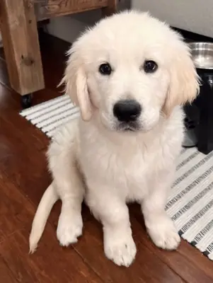 Oyunlu Golden Retriever Yavru Köpekler Yeni Bir Yuva Arıyor