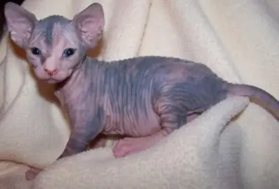 Harika Sphynx Yavruları