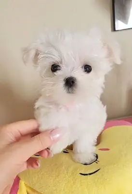 İki Üst Düzey Maltese Yavru Köpek Mevcut