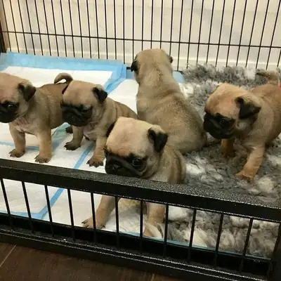 可供出售的巴哥犬幼犬。