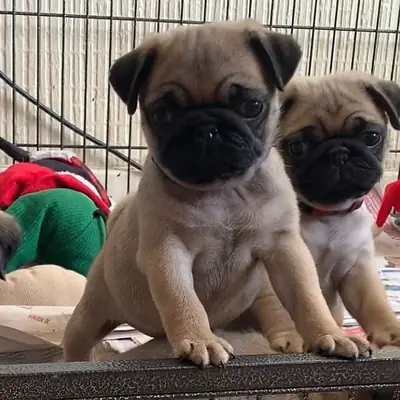 Cachorros de Carlino (machos y hembras) disponibles