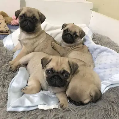 可爱的巴哥犬幼崽