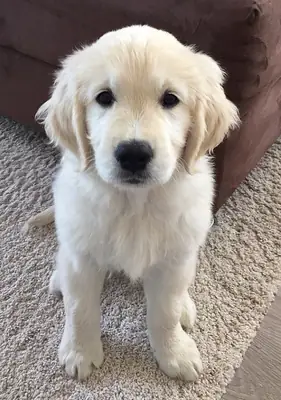 可供出售的华丽金毛猎犬幼犬