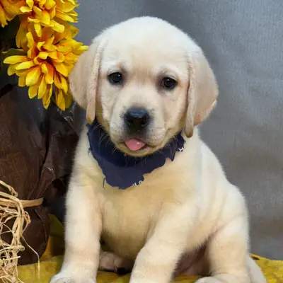 Cachorros de Labrador gratis