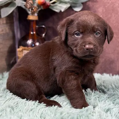 Encantadores cachorros de Labrador