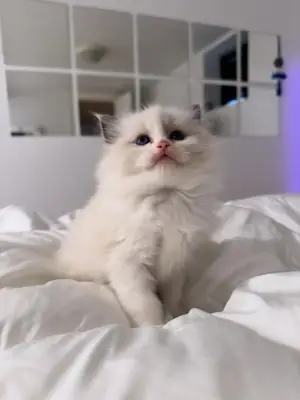 Evde yetiştirilmiş Ragdoll cinsi yavru kediler