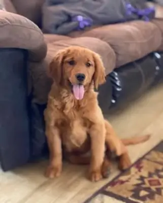 Adorables cachorros Golden Retriever buscan una familia