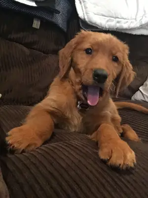迷人的金毛猎犬幼犬，适合有爱心的家庭