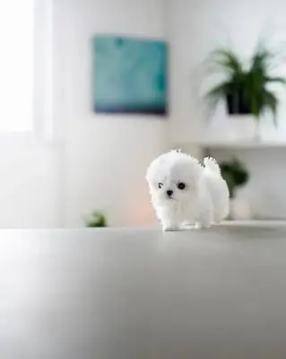 Disponibles fantásticos cachorros de bichón maltés tamaño «taza de té» (T-Cup)