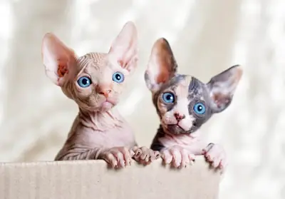 Preciosos gatitos Sphynx buscando nuevo hogar