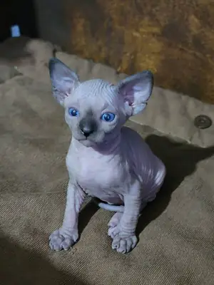 Sphynx-kedileri ücretsiz veriliyor