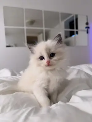 Tatlı Ragdoll yavruları yeni bir yuva arıyor