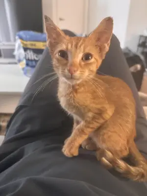 indoor cat, easy to care for