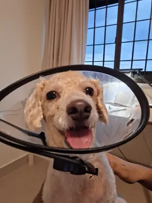 poodle, needs regular care and attention